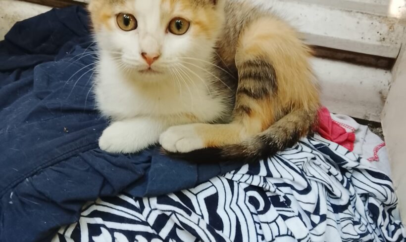 SAMBA