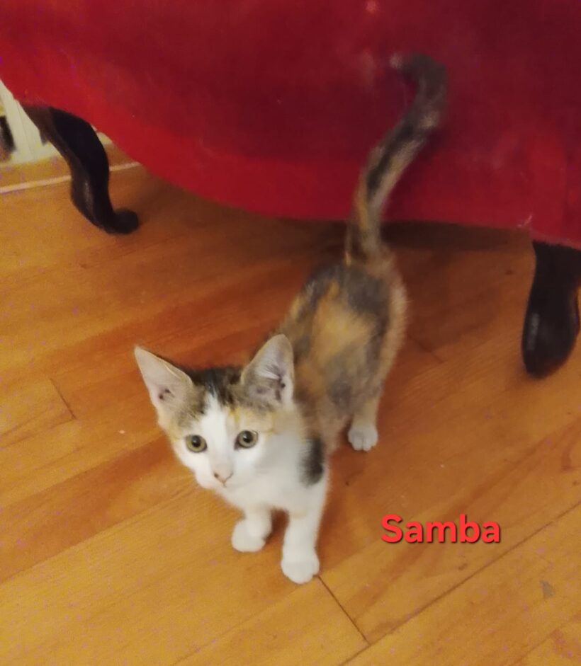 SAMBA SAMBA