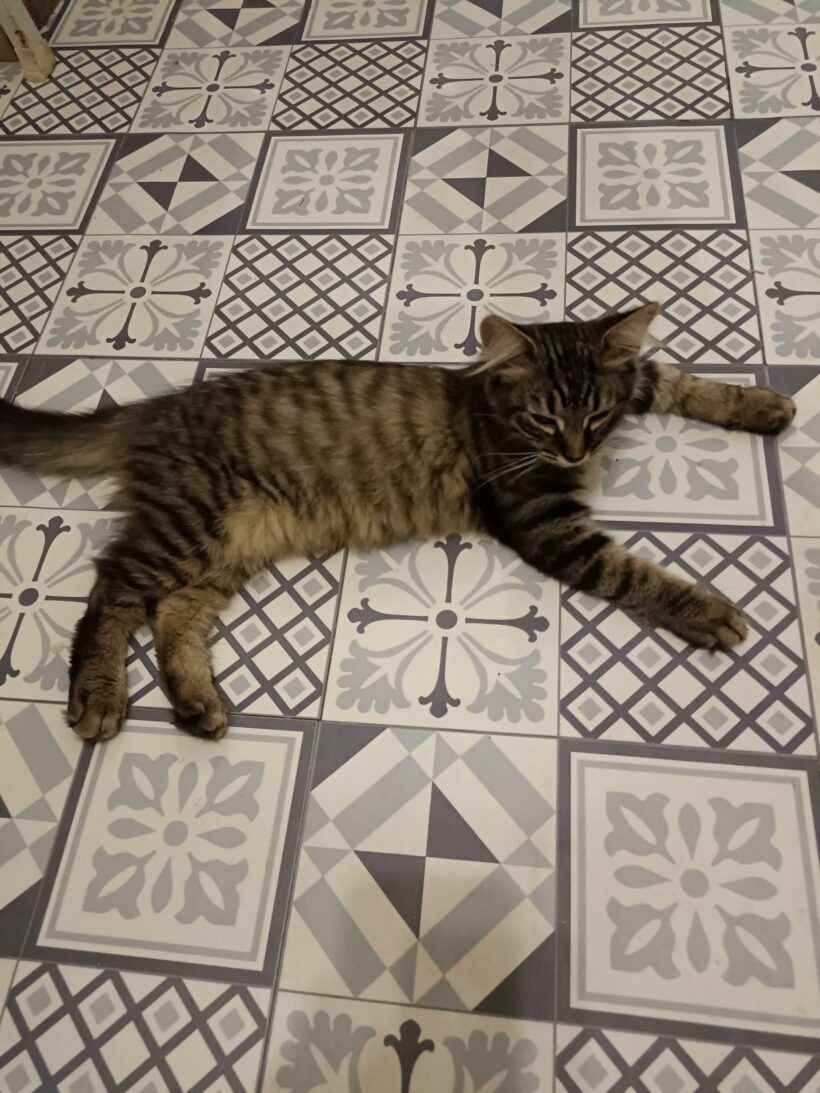 TRITON