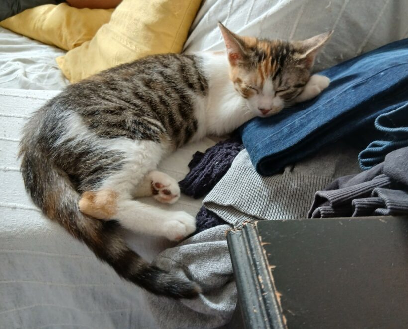 BELLA