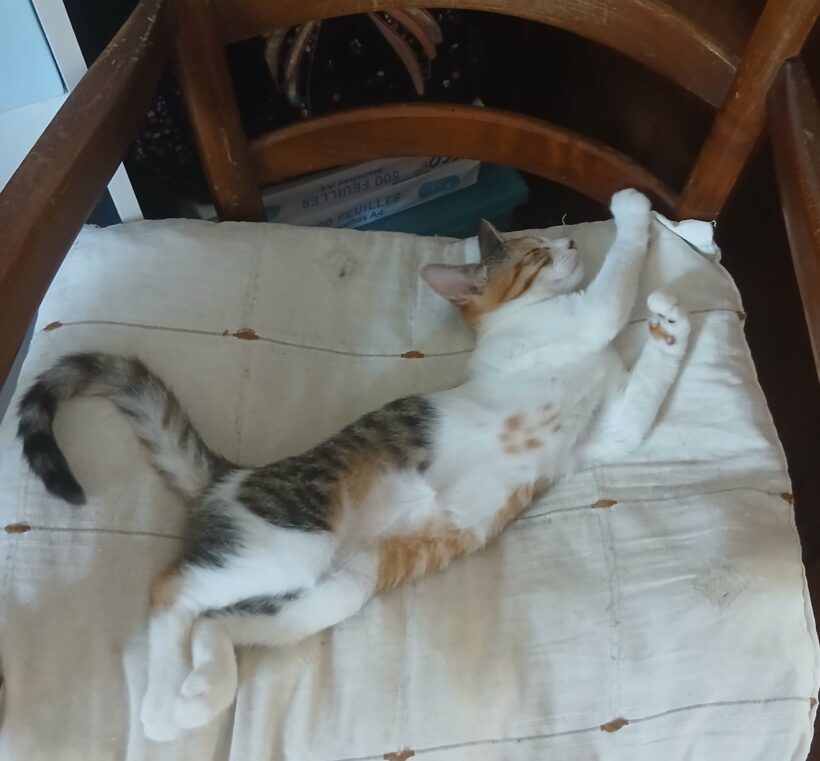 BELLA
