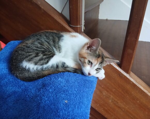 BELLA BELLA