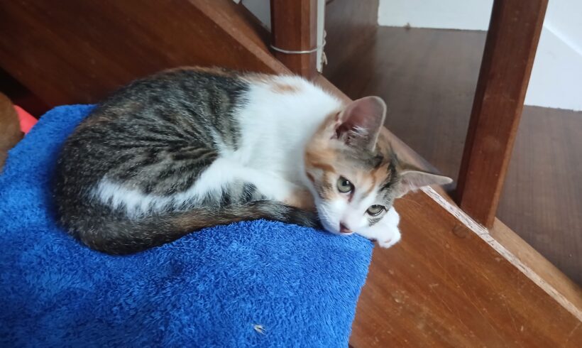 BELLA BELLA