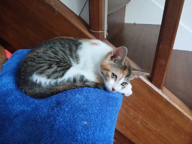 BELLA