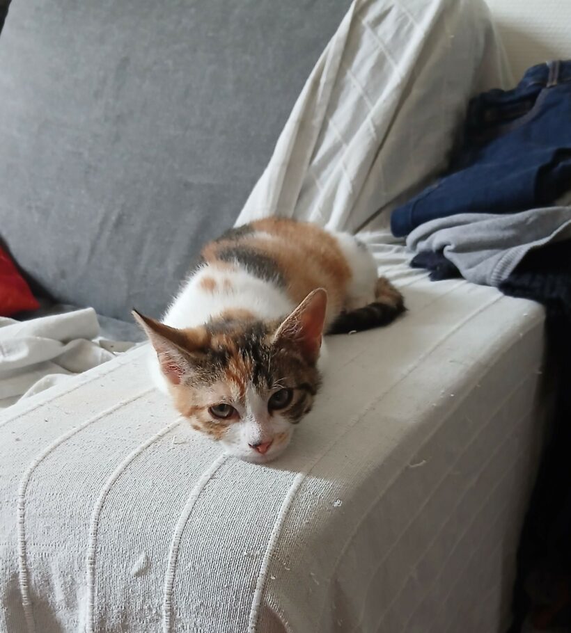BELLA