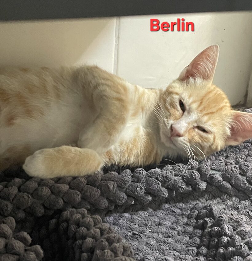 BERLIN BERLIN