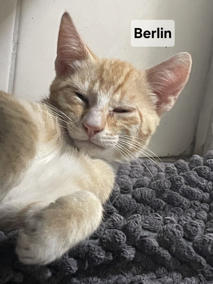 BERLIN BERLIN