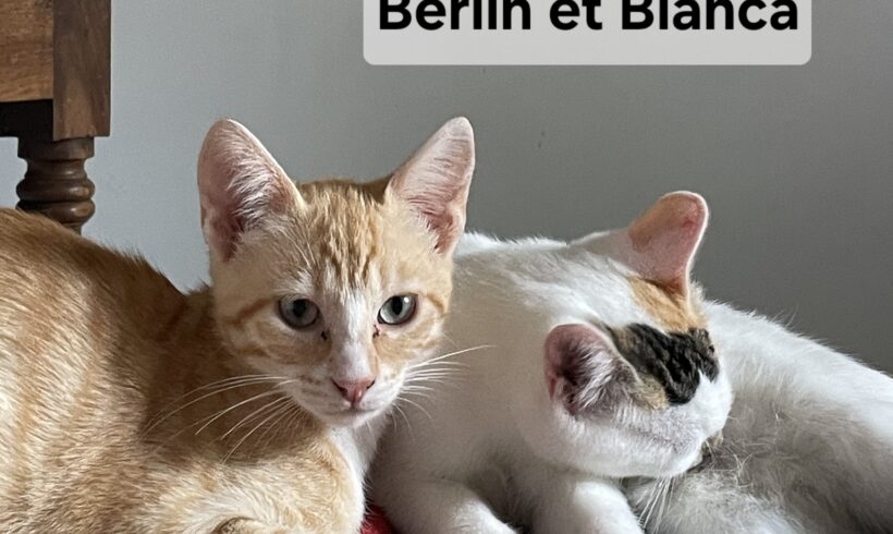 BERLIN BERLIN