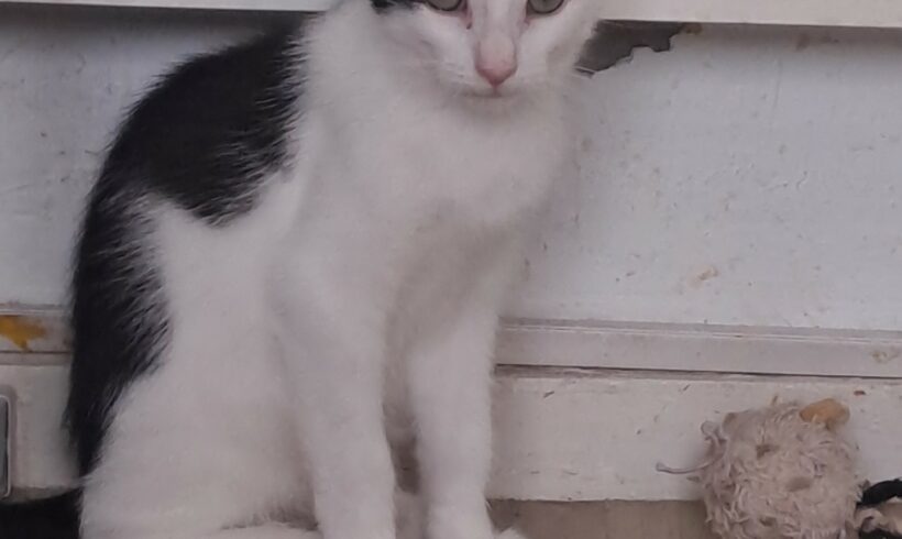 BILLY