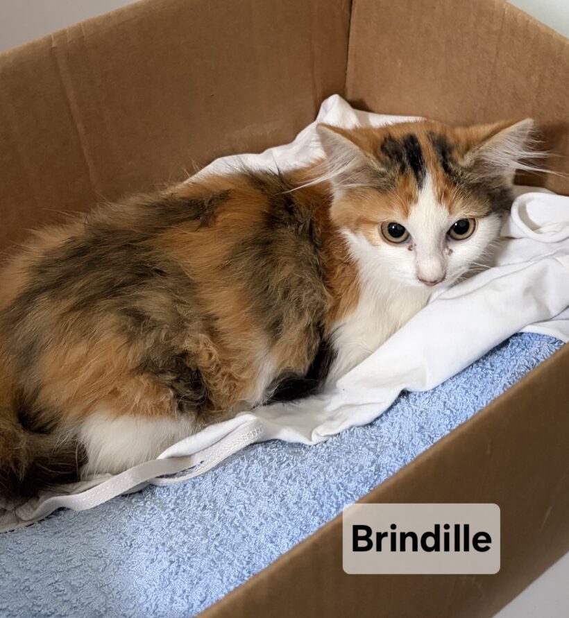 BRINDILLE BRINDILLE
