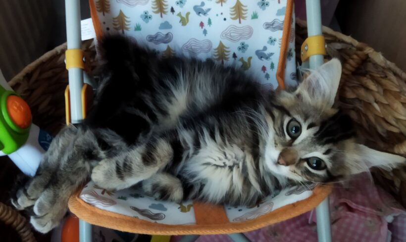 CHOUCHOU CHOUCHOU
