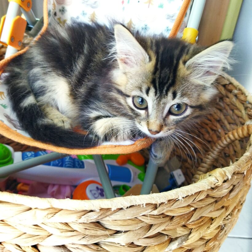 CHOUCHOU