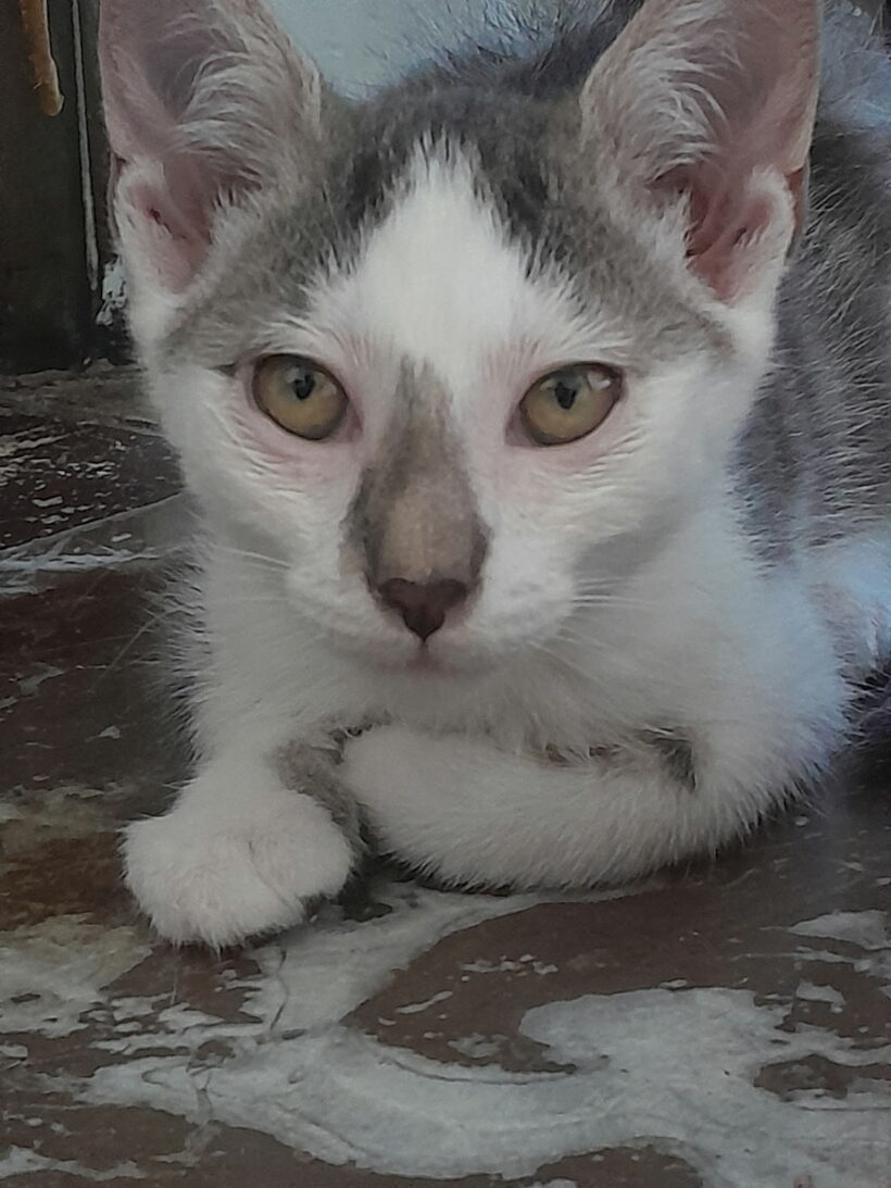 MAMBO