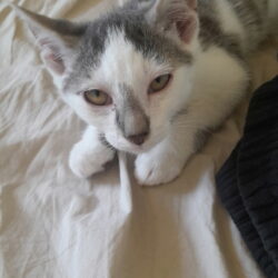 MAMBO