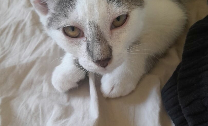MAMBO