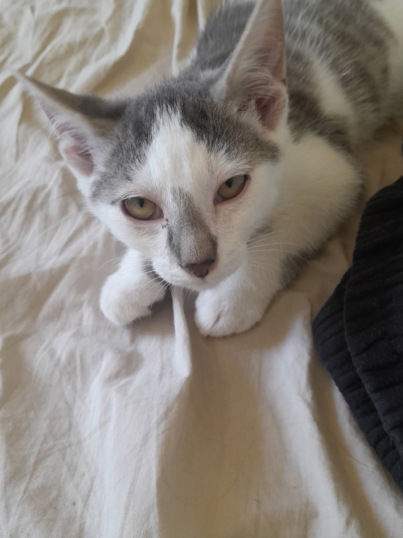MAMBO