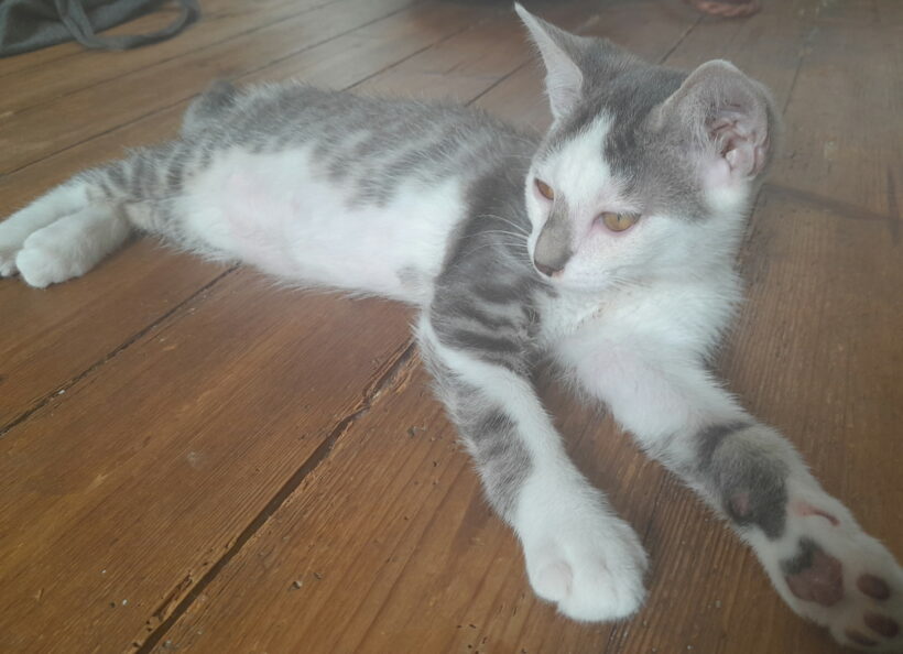 MAMBO