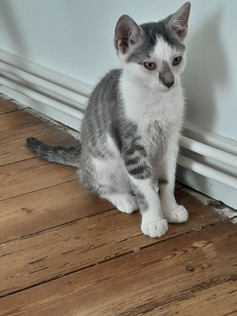 MAMBO