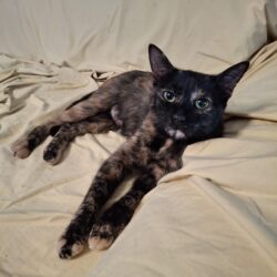 MIMI