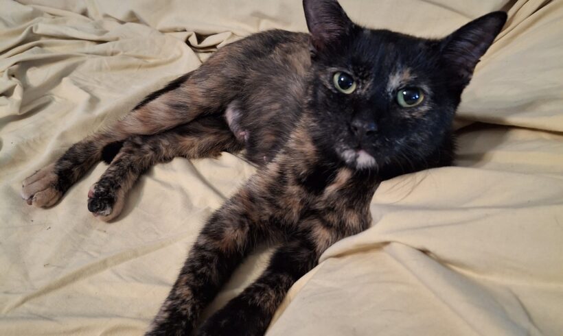 MIMI