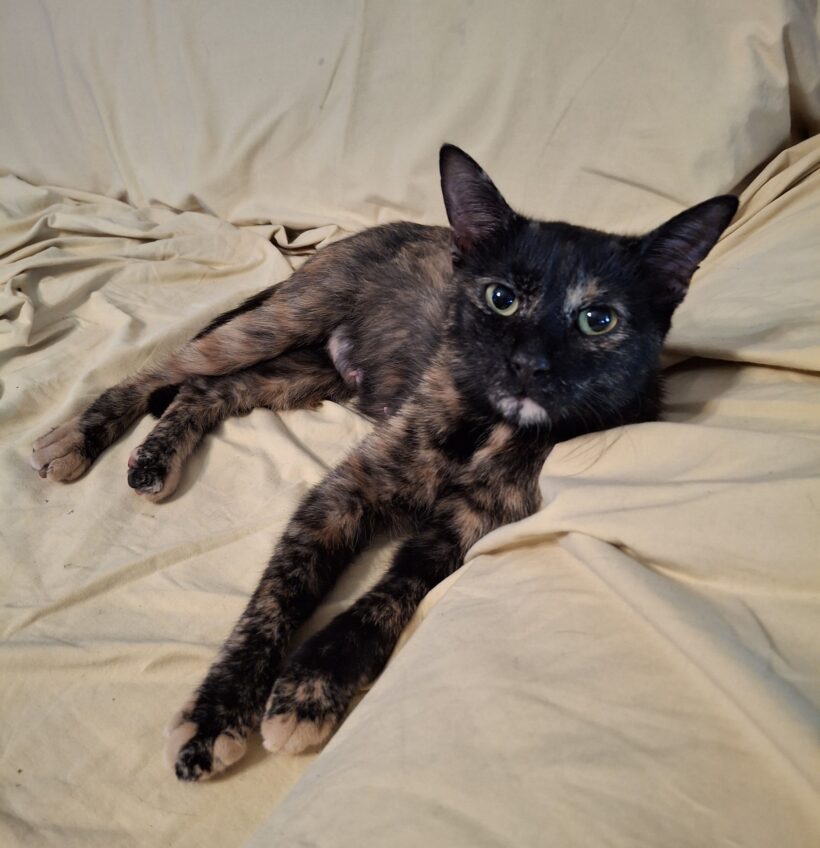 MIMI