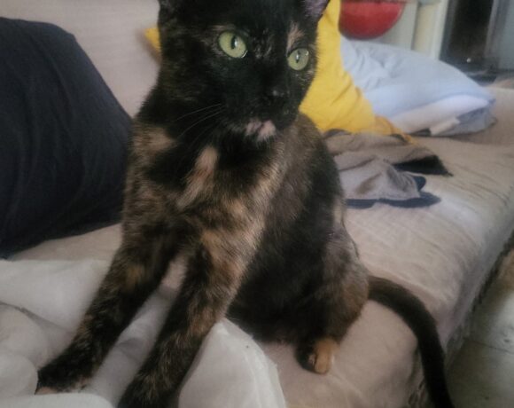 MIMI de Clavette
