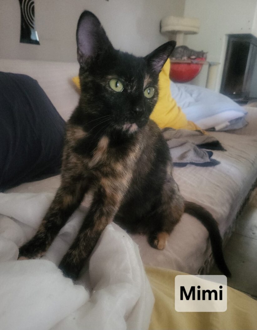 MIMI