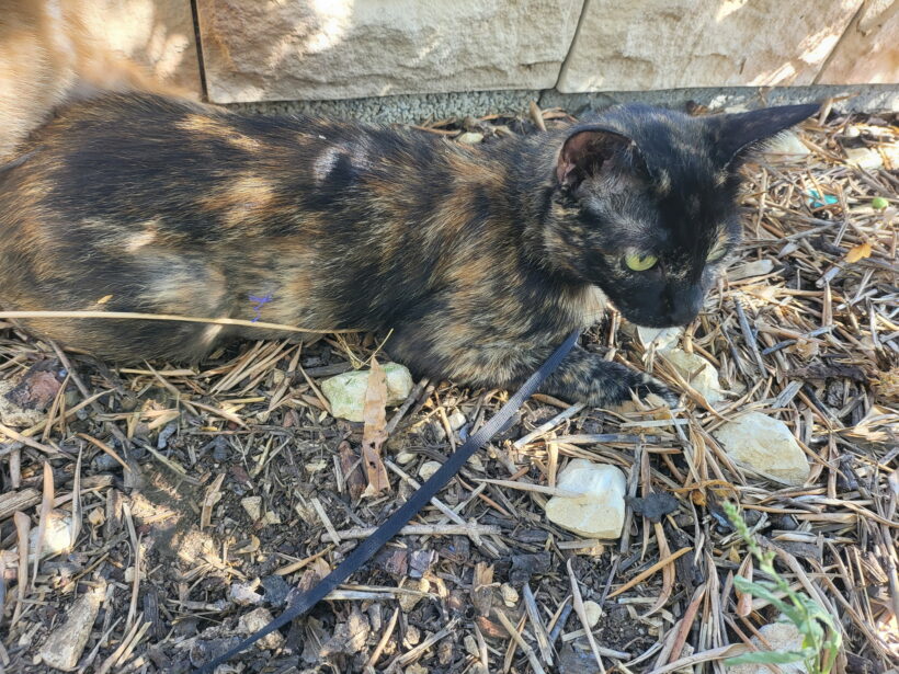 MIMI
