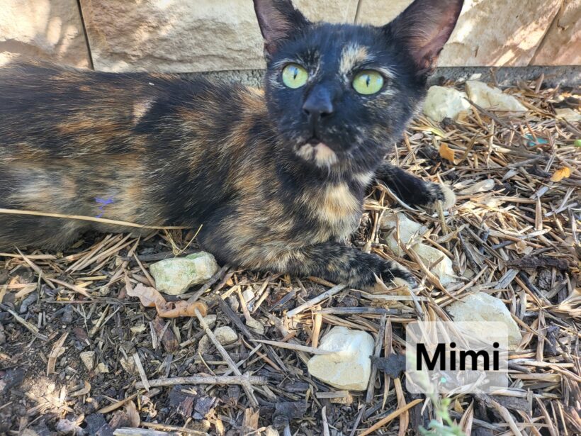MIMI