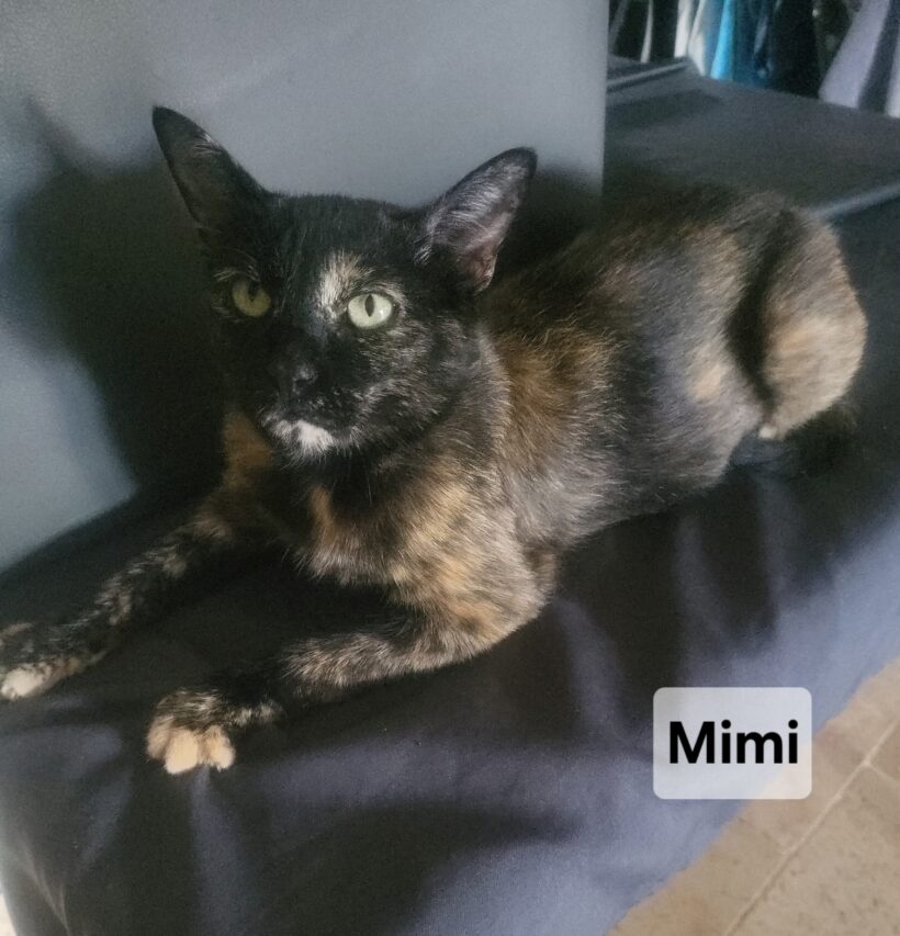 MIMI