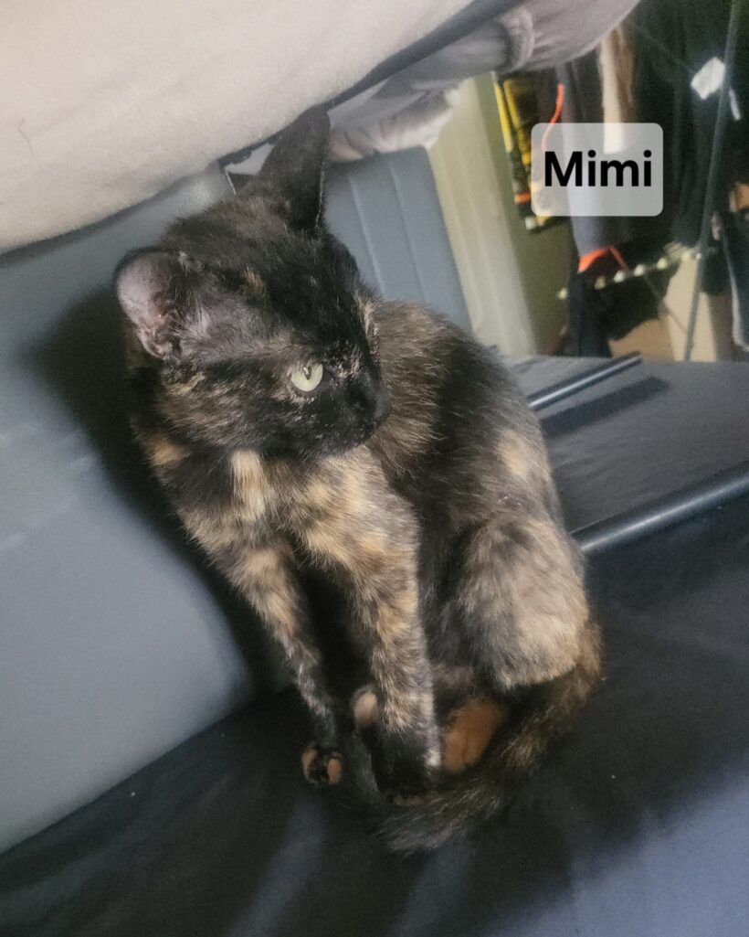 MIMI