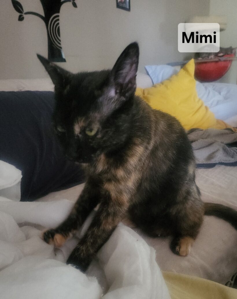 MIMI