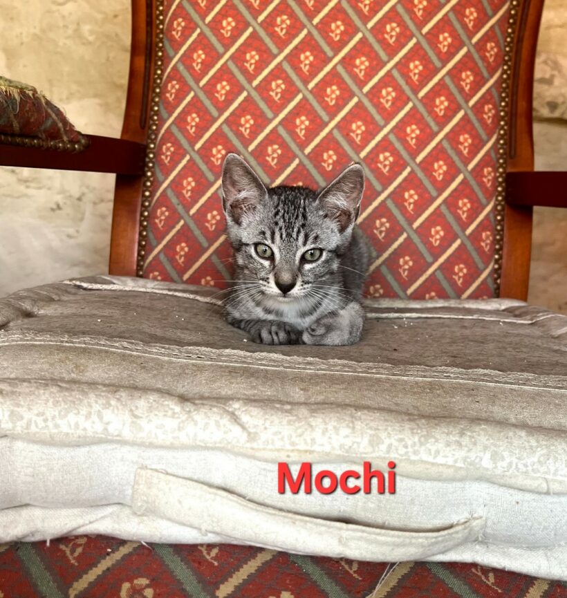 MOCHI