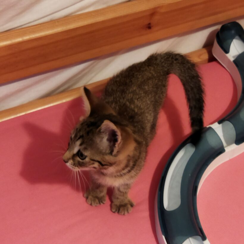 MUFASA MUFASA