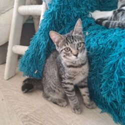 POPPY