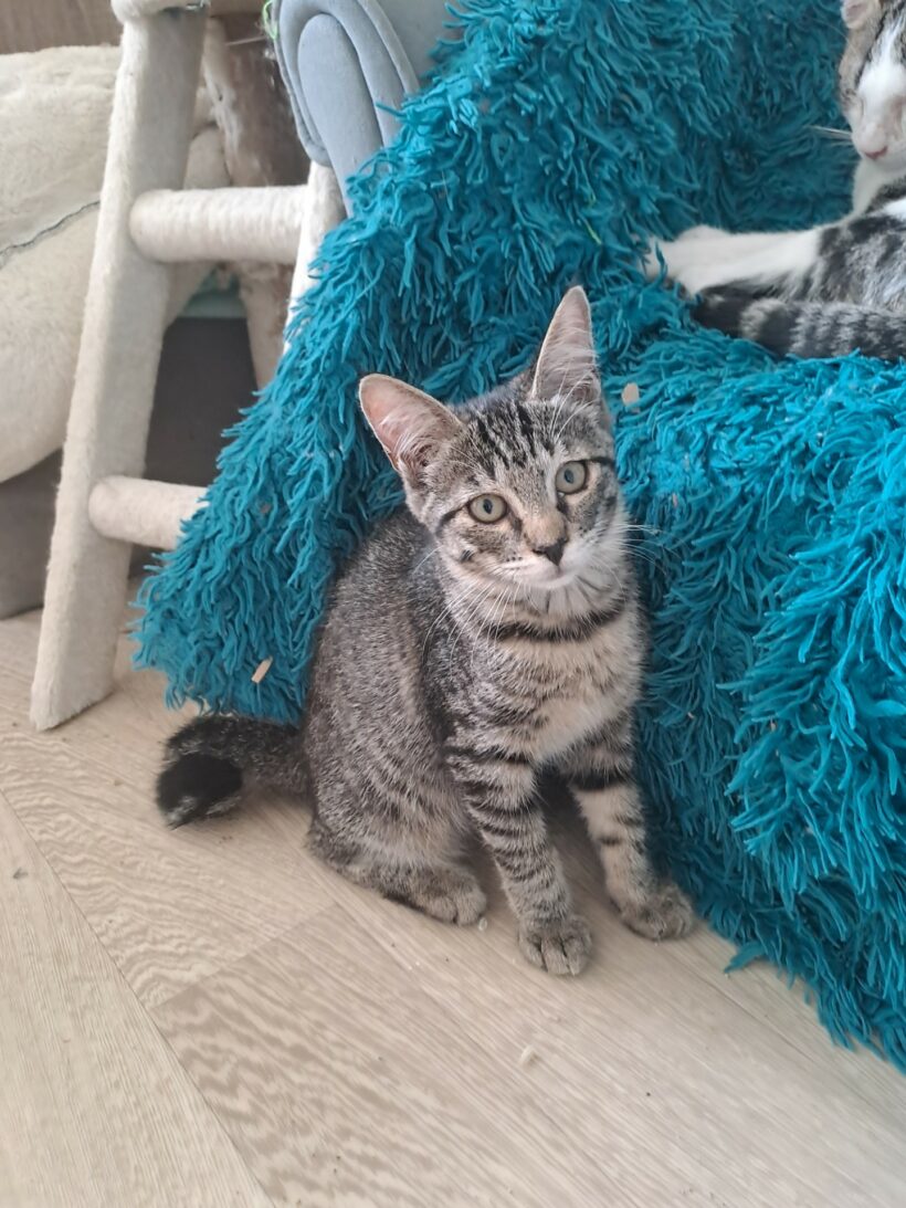 POPPY