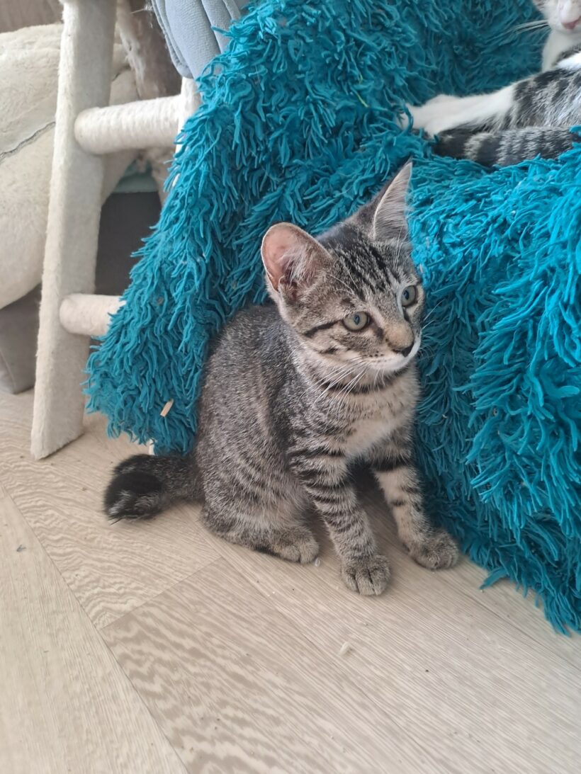 POPPY
