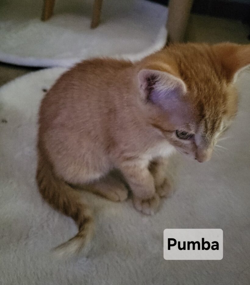 PUMBA PUMBA