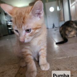 PUMBA