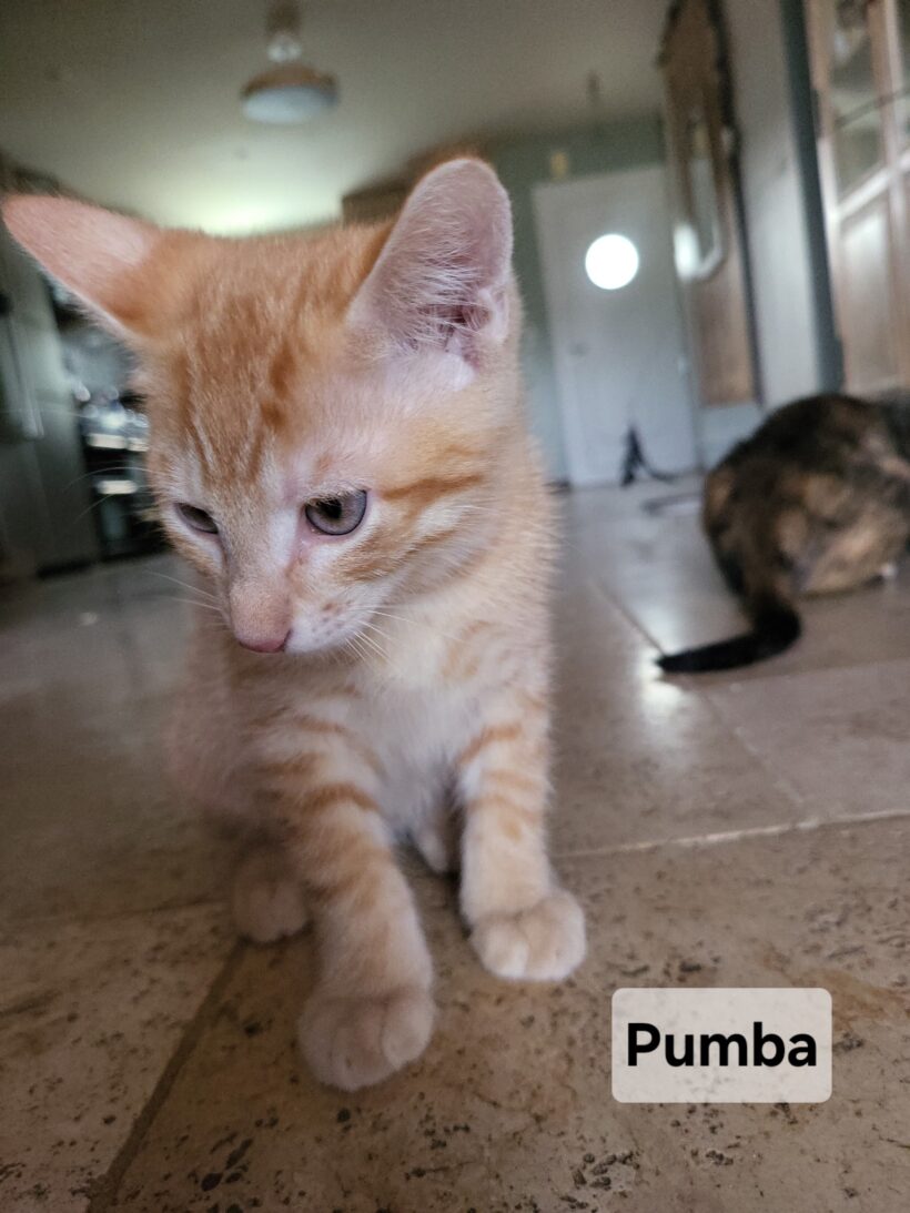PUMBA PUMBA