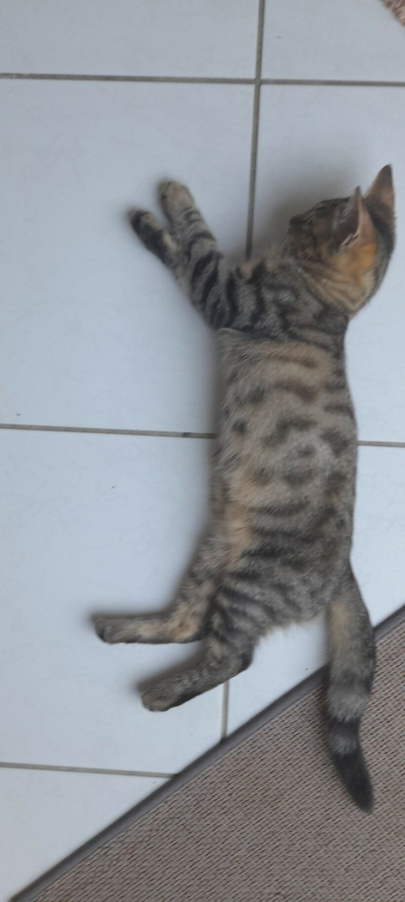 ISIS ET RAMSES