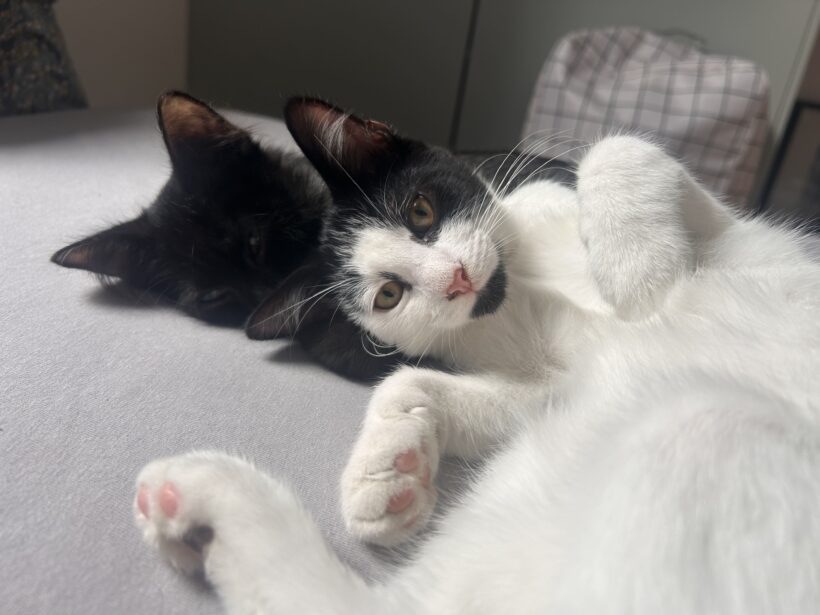 BALOO ET LUCIO BALOO ET LUCIO