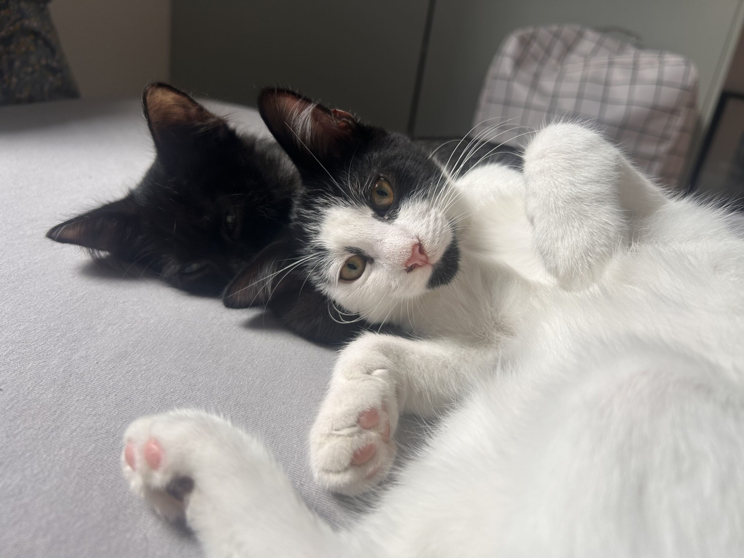 BALOO ET LUCIO sont réservés BALOO ET LUCIO sont réservés