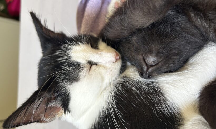 BALOO ET LUCIO