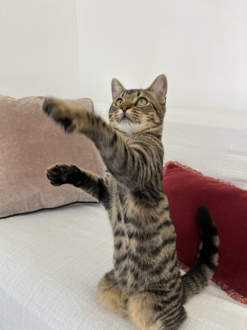 CESAR