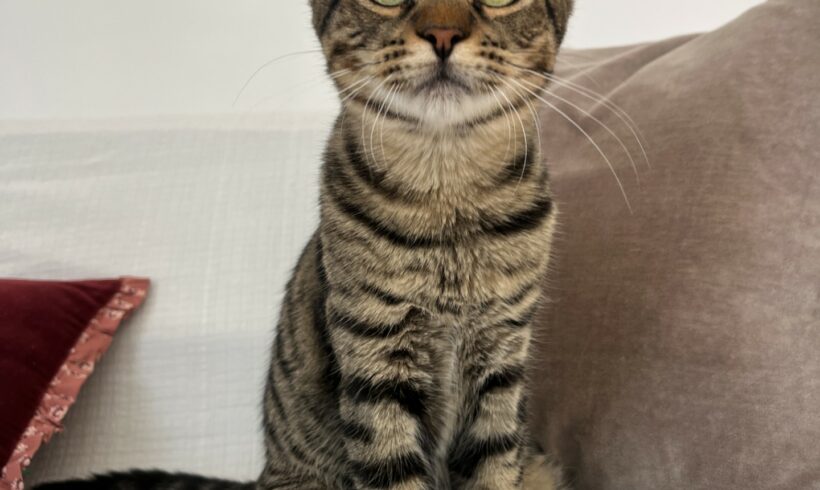 CESAR est réservé