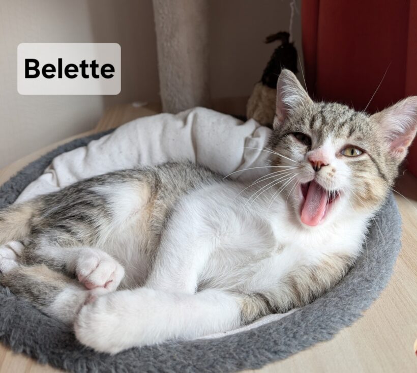 BELETTE est réservé BELETTE est réservé