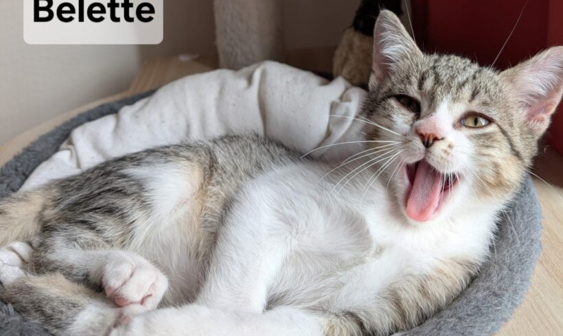 BELETTE est réservé