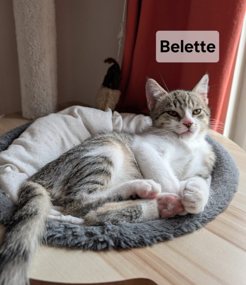 BELETTE est réservé BELETTE est réservé