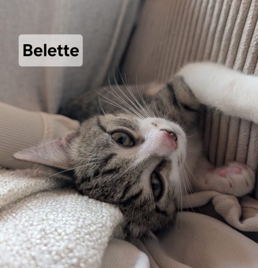 BELETTE est réservé BELETTE est réservé